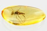 Detailed Fossil True Midge (Chironomidae) in Baltic Amber #372612-1